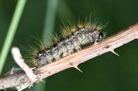 Euproctis chrysorrhoea