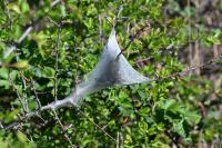 Eriogaster lanestris