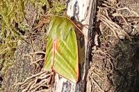 Pseudoips prasinanus