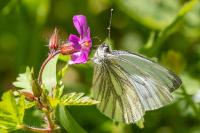 Pieris napi