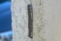 Malacosoma neustria