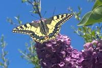 Papilio machaon