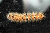 Euplagia quadripunctaria