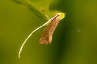 Nematopogon swammerdamella