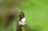 Notocelia cynosbatella