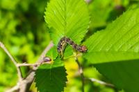Erannis defoliaria