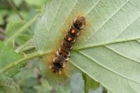 Euproctis chrysorrhoea