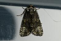 Craniophora ligustri