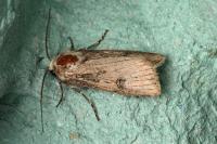 Agrotis puta
