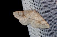 Adactylotis contaminaria