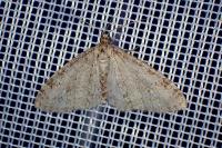 Trichopteryx carpinata