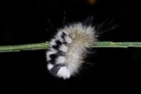 Gynaephora fascelina