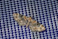 Eupithecia linariata/pulchellata