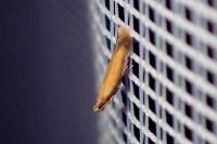 Coptotriche marginea