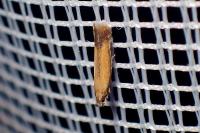 Coptotriche marginea