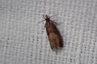 Dichrorampha acuminatana