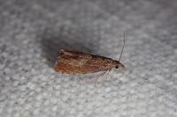 Dichrorampha acuminatana