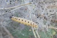 Yponomeuta cagnagella