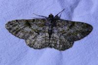 Peribatodes rhomboidaria