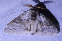 Calliteara pudibunda