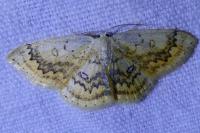 Cyclophora annularia