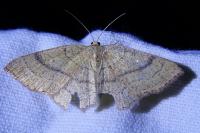 Cyclophora punctaria