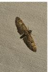 Eupithecia