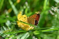 Lycaena tityrus