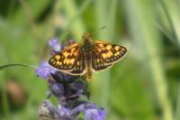 Carterocephalus palaemon