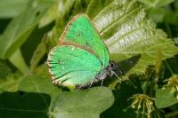Callophrys rubi