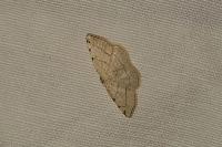 Stegania trimaculata