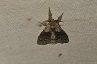 Calliteara pudibunda