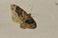 Lampropteryx suffumata