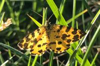 Pseudopanthera macularia