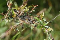 Eriogaster lanestris