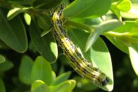 Cydalima perspectalis