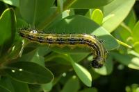 Cydalima perspectalis