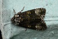 Craniophora ligustri