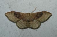 Idaea degeneraria