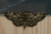 Peribatodes rhomboidaria