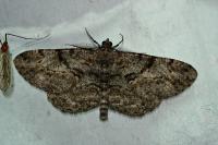 Peribatodes rhomboidaria