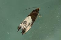 Notocelia cynosbatella