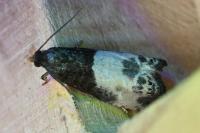 Notocelia cynosbatella