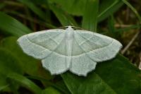 Campaea margaritaria