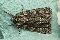 Acronicta rumicis