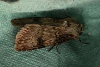 Agrotis puta