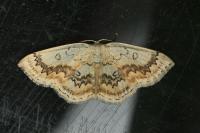 Cyclophora annularia