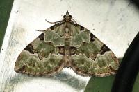 Colostygia pectinataria