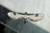 Eupithecia centaureata