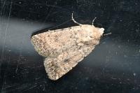 Caradrina clavipalpis